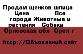 Продам щенков шпица › Цена ­ 25 000 - Все города Животные и растения » Собаки   . Орловская обл.,Орел г.